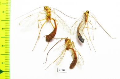 Ichneumonoidea sp.  Peru - INSECTS-STORE.RU