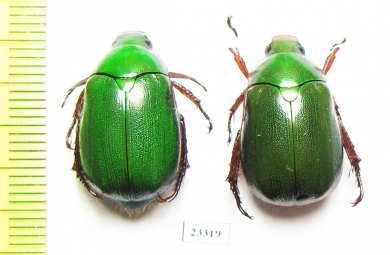 Rutelinae sp.  China, Tibet - INSECTS-STORE.RU