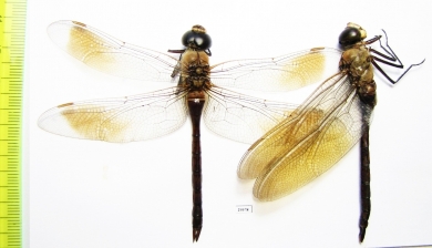 Odonata sp.  Tajikistan - INSECTS-STORE.RU