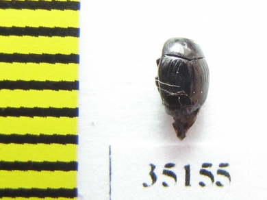 Gnathoncus buyssoni  Russia, Tver reg. - INSECTS-STORE.RU
