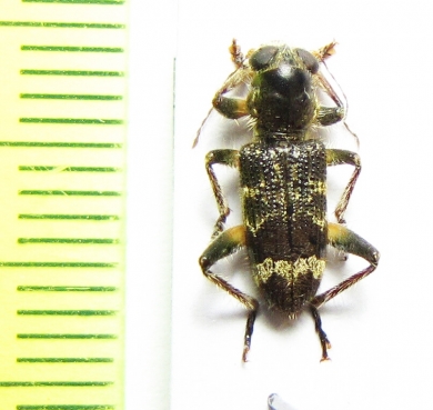 Cleridae sp.  Malaysia, Borneo - INSECTS-STORE.RU