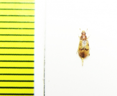 Melyridae sp.?  Argentina - INSECTS-STORE.RU