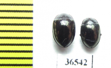 Monomma sp.  Indonesia, Kalimantan - INSECTS-STORE.RU