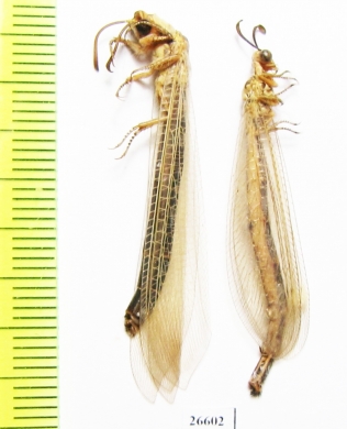 Myrmeleontidae sp.  Iran, Khuzestan prov. - INSECTS-STORE.RU