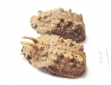 Tenebrionidae sp., pair  Malaysia, Borneo - INSECTS-STORE.RU