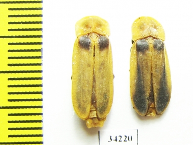 Lampyridae sp.  Ethiopia - INSECTS-STORE.RU