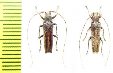Neohebestola humeralis  Chile - INSECTS-STORE.RU