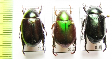 Rutelinae sp.  Thailand - INSECTS-STORE.RU