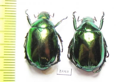 Rutelinae sp.  China, Sichuan prov. - INSECTS-STORE.RU