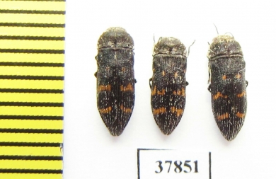 Acmaeoderella flavofasciata  Russia, Volgograd reg. - INSECTS-STORE.RU