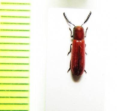 Cleridae sp.  Malaysia, Borneo - INSECTS-STORE.RU
