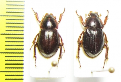 Phaeochrous emarginatus  Indonesia, Papua - INSECTS-STORE.RU