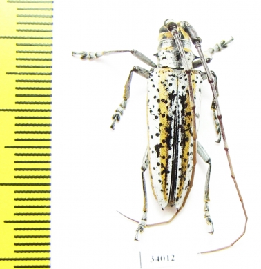 Deliathis quadrilineator, male  Ecuador - INSECTS-STORE.RU