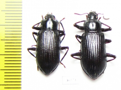 Tenebrionidae sp.  Australia - INSECTS-STORE.RU