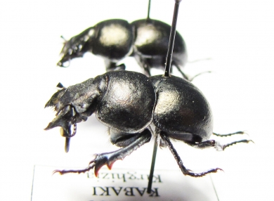 Lethrus kabaki, pair  Kirgizstan - INSECTS-STORE.RU
