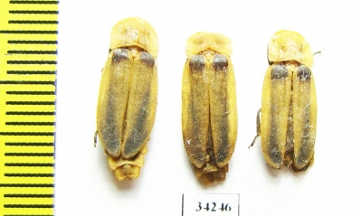 Lampyridae sp.  Ethiopia - INSECTS-STORE.RU