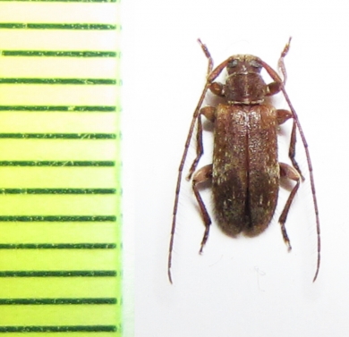 Exocentrus adspersus  Slovakia - INSECTS-STORE.RU