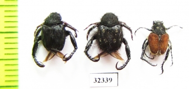 Hopliini sp.  South Africa Rep. - INSECTS-STORE.RU