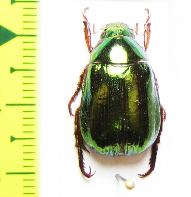 Mimela bouchardi  Thailand - INSECTS-STORE.RU