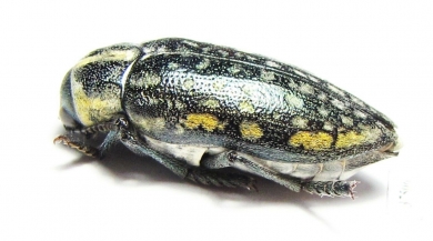 Julodis fimbriata lacunosa  Oman - INSECTS-STORE.RU