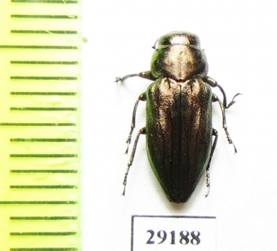 Sphaerobothris aghababiani  Armenia - INSECTS-STORE.RU