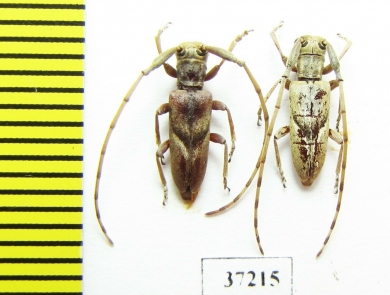 Cerambycidae sp.  South Africa Rep. - INSECTS-STORE.RU
