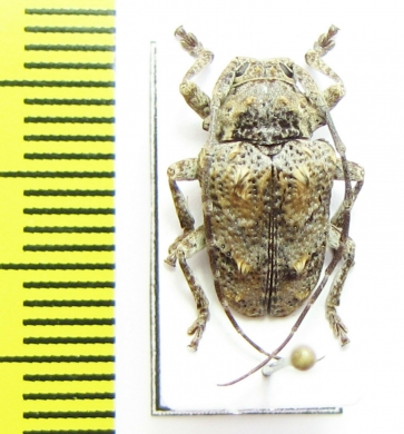 Cerambycidae sp.  Malawi - INSECTS-STORE.RU