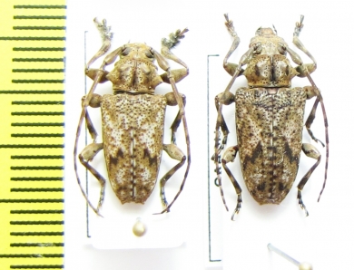 Cerambycidae sp., pair  Gabon - INSECTS-STORE.RU