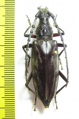 Hoplocerambyx sp.  Indonesia, Papua - INSECTS-STORE.RU