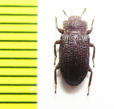 Tenebrionidae sp.  Malaysia, Borneo - INSECTS-STORE.RU