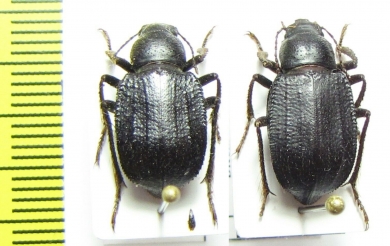 Diesia sexdentata termesiana, pair  Uzbekistan - INSECTS-STORE.RU