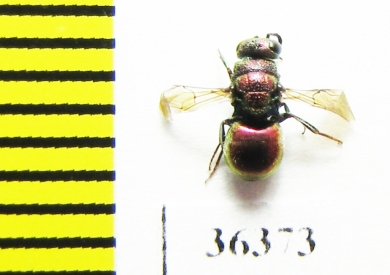 Chrysididae sp.  Russia, Moscow reg. - INSECTS-STORE.RU