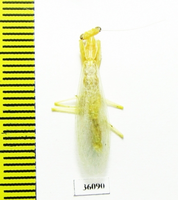 Mantodea sp.  Thailand - INSECTS-STORE.RU