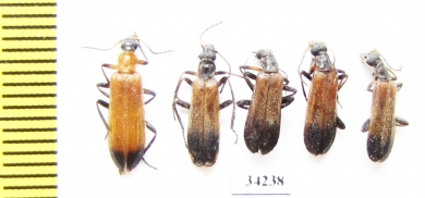 Prionoceridae sp.  Ethiopia - INSECTS-STORE.RU