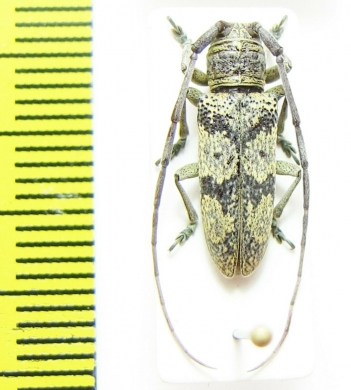 Prosopocera sp.  South Africa Rep. - INSECTS-STORE.RU