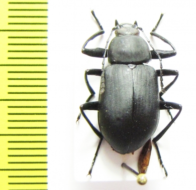 Tenebrionidae sp.  China, Hubei prov. - INSECTS-STORE.RU