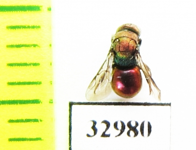 Chrysididae sp.  Russia, Tver reg. - INSECTS-STORE.RU