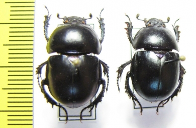 Trypocopris fausti, pair  Azerbaijan - INSECTS-STORE.RU
