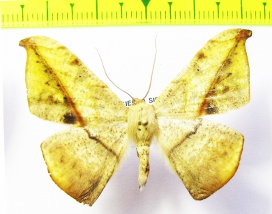 Geometridae sp.  Bolivia - INSECTS-STORE.RU