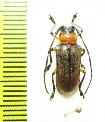 Cerambycidae sp.  Peru - INSECTS-STORE.RU