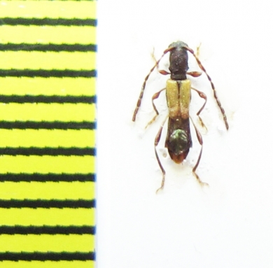 Brachypteroma ottomanum  Italy - INSECTS-STORE.RU