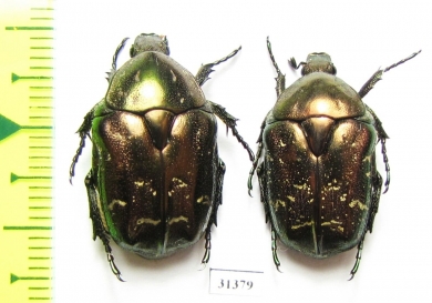 Protaetia cuprina  Russia, Astrakhan reg. - INSECTS-STORE.RU