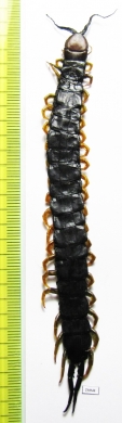 Myriapoda sp.  South Africa Rep.  110mm - INSECTS-STORE.RU