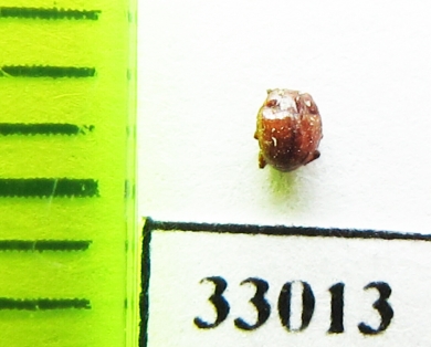 Hetaerius ferrugineus  Belorussia - INSECTS-STORE.RU