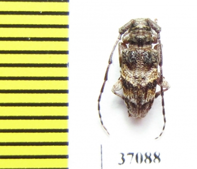 Cerambycidae sp.  South Africa Rep. - INSECTS-STORE.RU