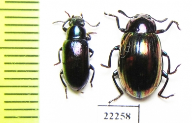 Tenebrionidae sp.  Indonesia, Sumatra - INSECTS-STORE.RU