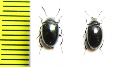 Amarygmus sp.  Malaysia, Borneo - INSECTS-STORE.RU