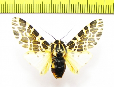 Erebidae sp.  Ecuador - INSECTS-STORE.RU