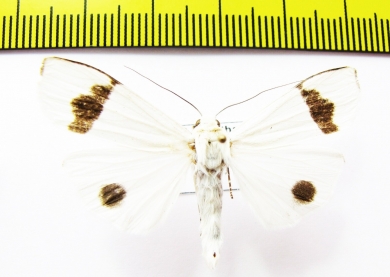 Erebidae sp.?  Nepal - INSECTS-STORE.RU