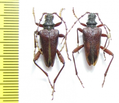 Akimerus schaefferi  Russia, Voronezh reg. - INSECTS-STORE.RU